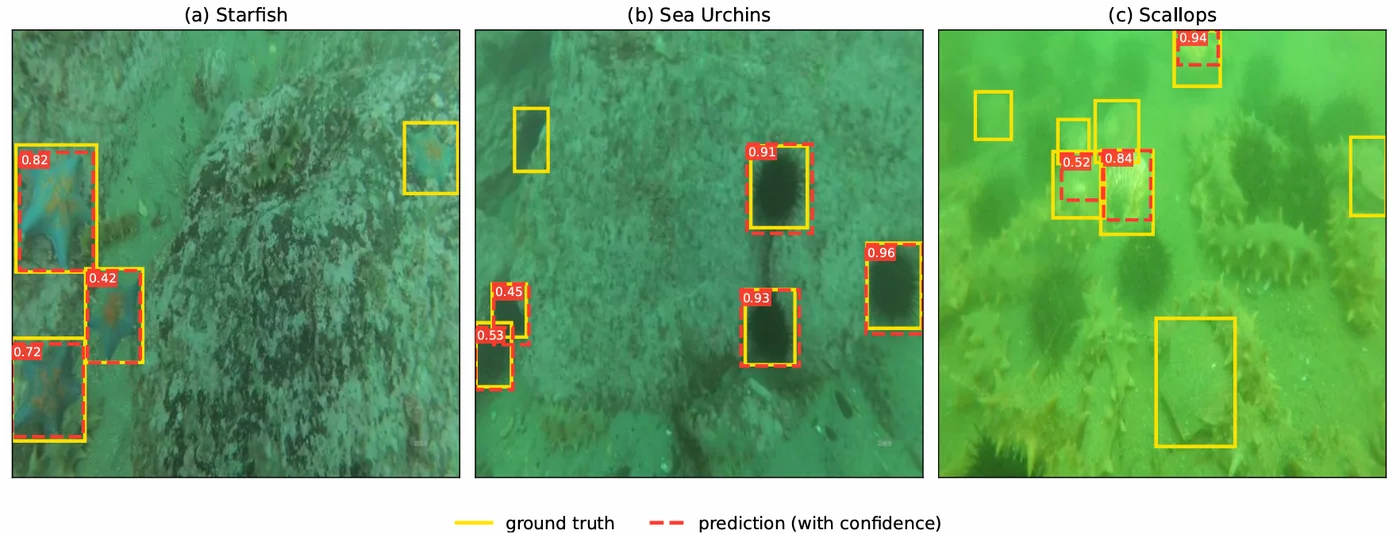 Starfish, sea urchins, and scallops: ground-truth boxes compared with model predictions on real underwater images.