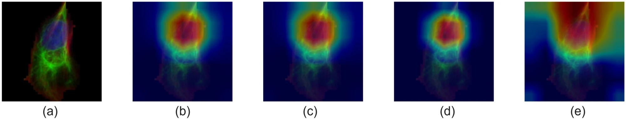 A microscopy cell image, labelled (a), followed by its GradCAM (b), GradCAM++ (c), EigenCAM (d) and ScoreCAM (e) heatmaps.